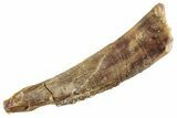 Bargain, Fossil Pterosaur (Siroccopteryx) Tooth - Morocco #360005-1